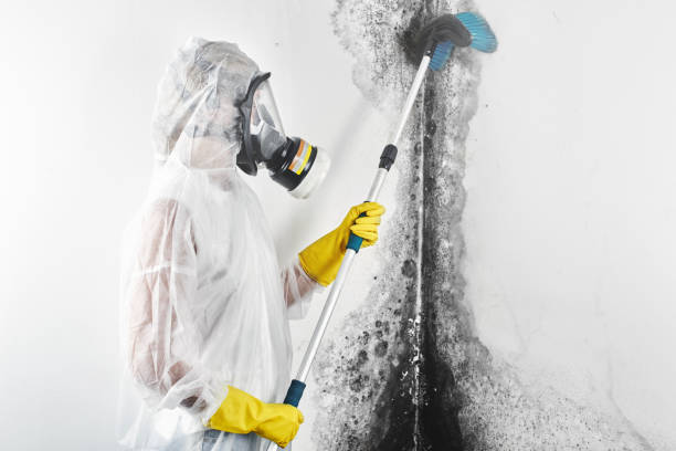 Mold Removal for HVAC Installations in Locust Grove, OK