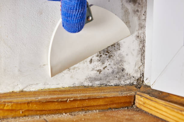 Best Mold Remediation for Rental Properties  in Locust Grove, OK